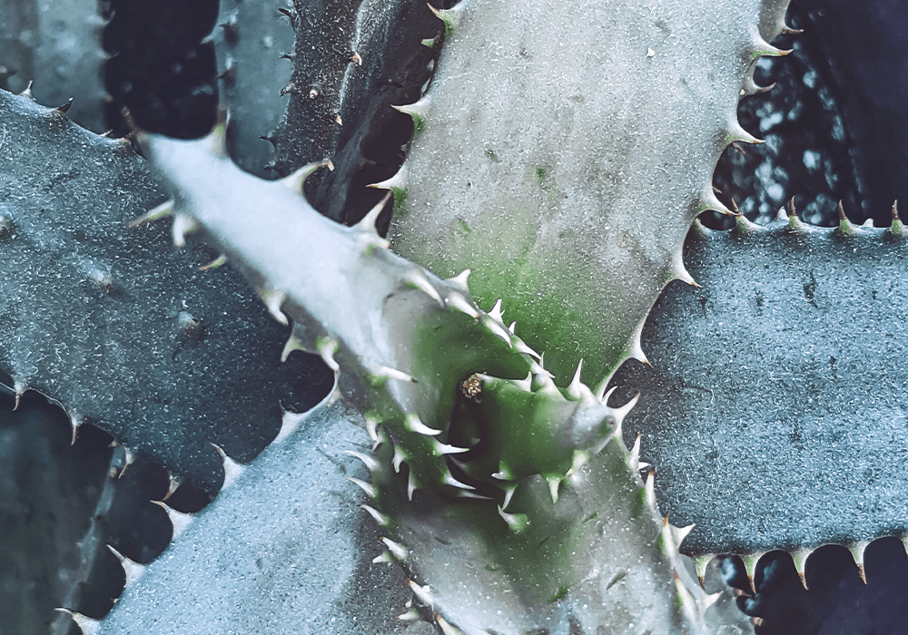 Aloe Vera: Wirkung, Anwendung, Darreichungsformen