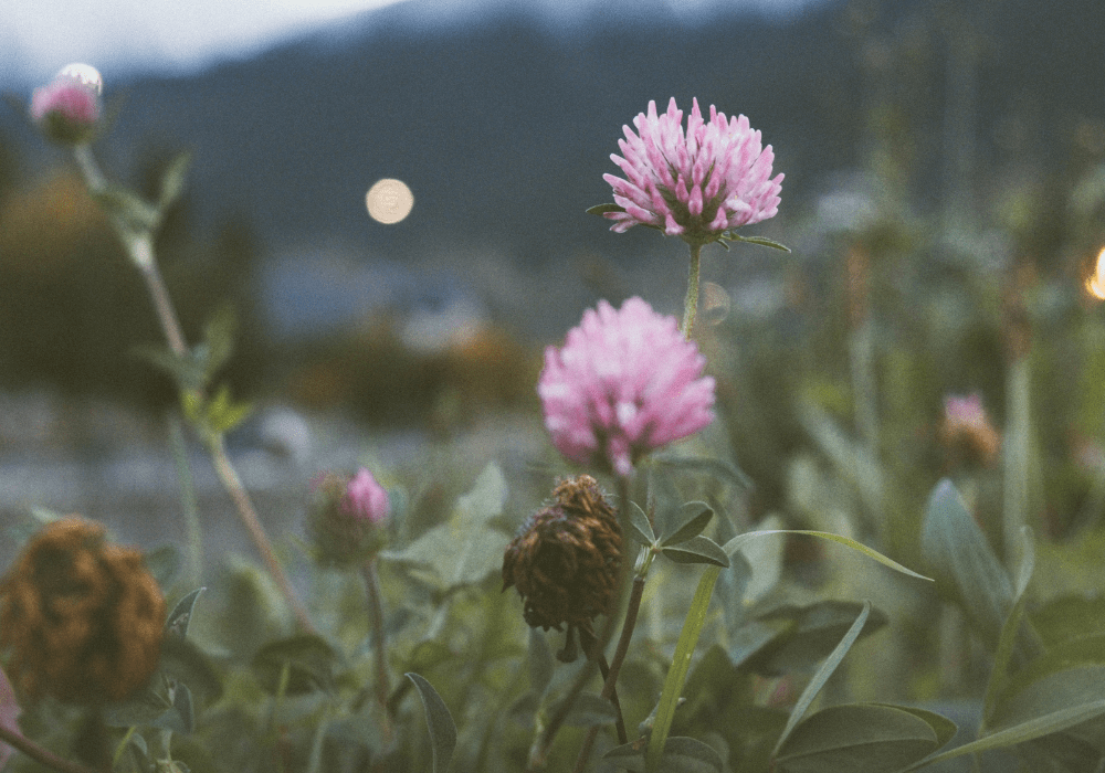 Bakuchiol: Wirkung und Anwendung der Retinol-Alternative