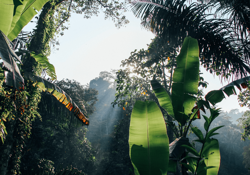 Interview mit OroVerde