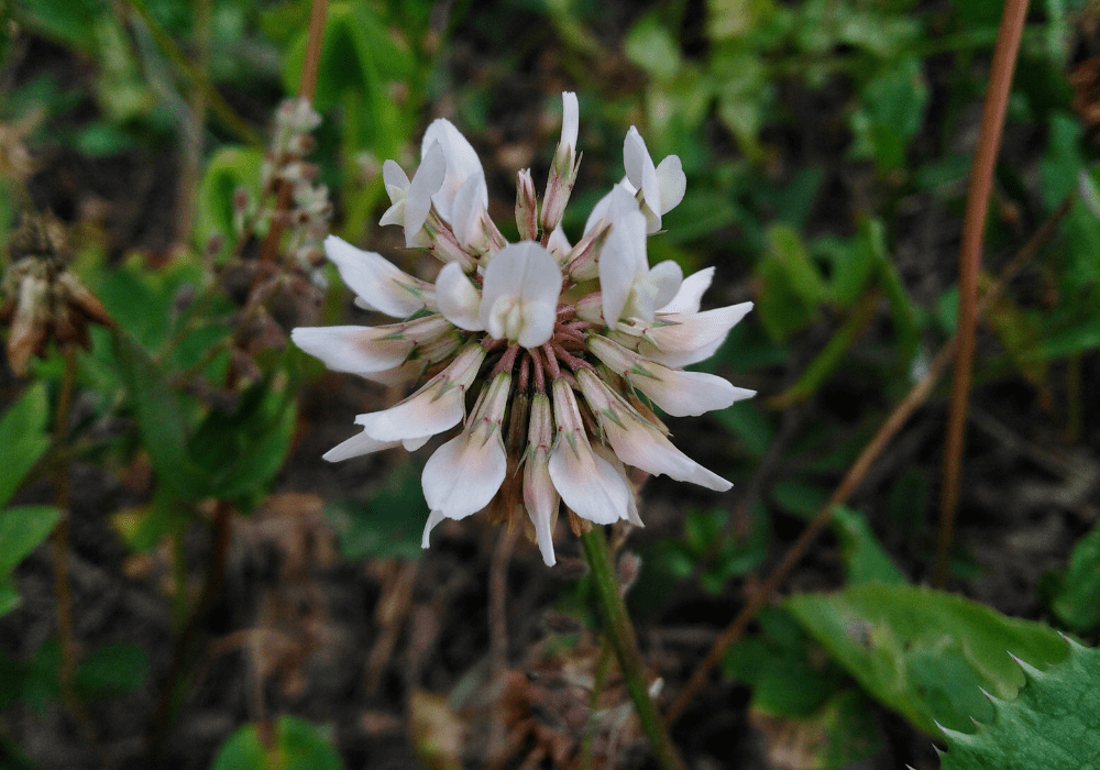 Retinol vs. Bakuchiol – Was ist der Unterschied?