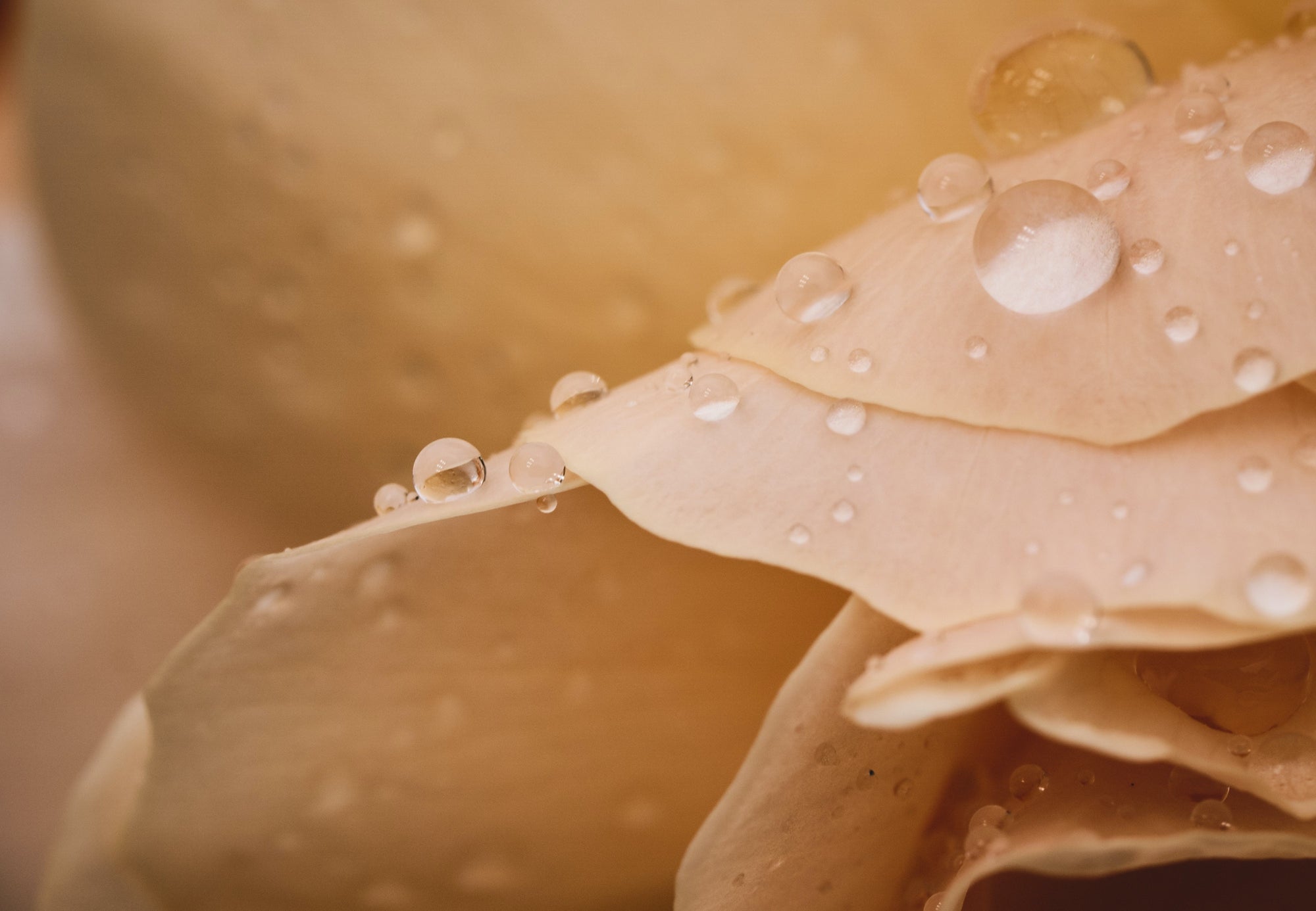 Rosenwasser: Wirkung und Anwendung auf der Haut