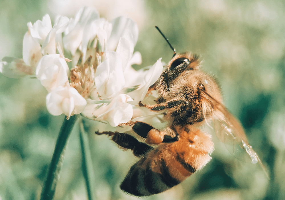 Bakuchiol ist ein veganer Wirkstoff, der in der Hautpflege häufig als Retional Alternative zum Einsatz kommt