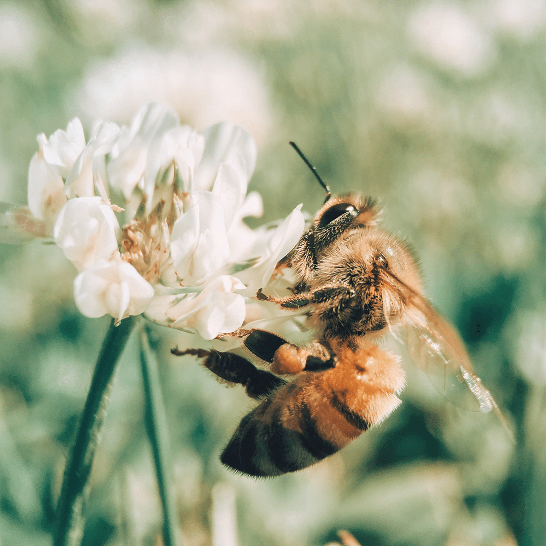 Bakuchiol ist ein veganer Wirkstoff, der in der Hautpflege häufig als Retional Alternative zum Einsatz kommt