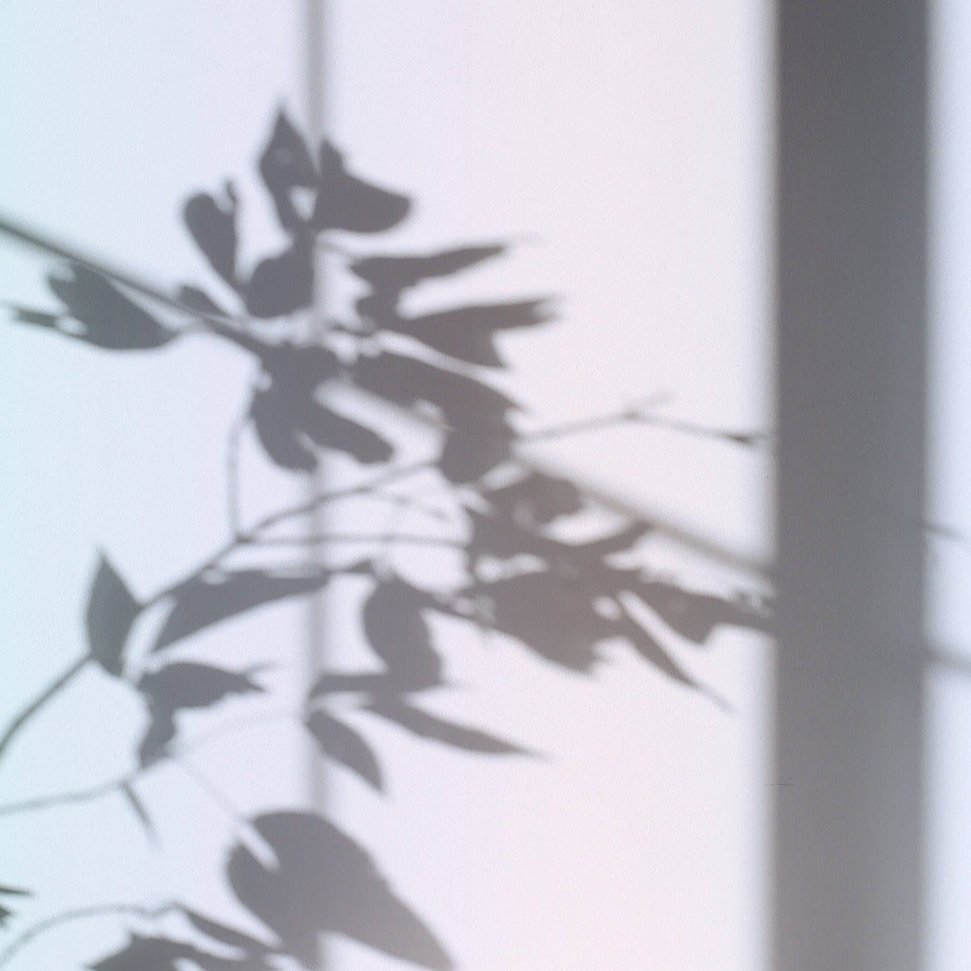 Micaraa Augenserum mit Vitamin C