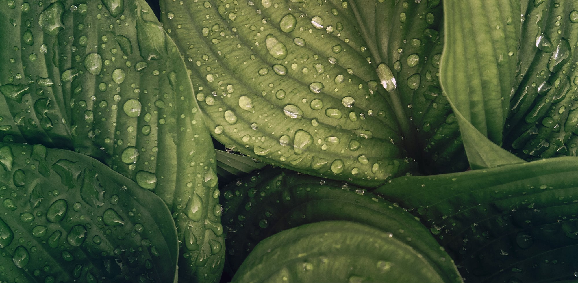 Micaraa Balancing Face Cream mit Bio Aloe Vera und luxuriösen Ölen