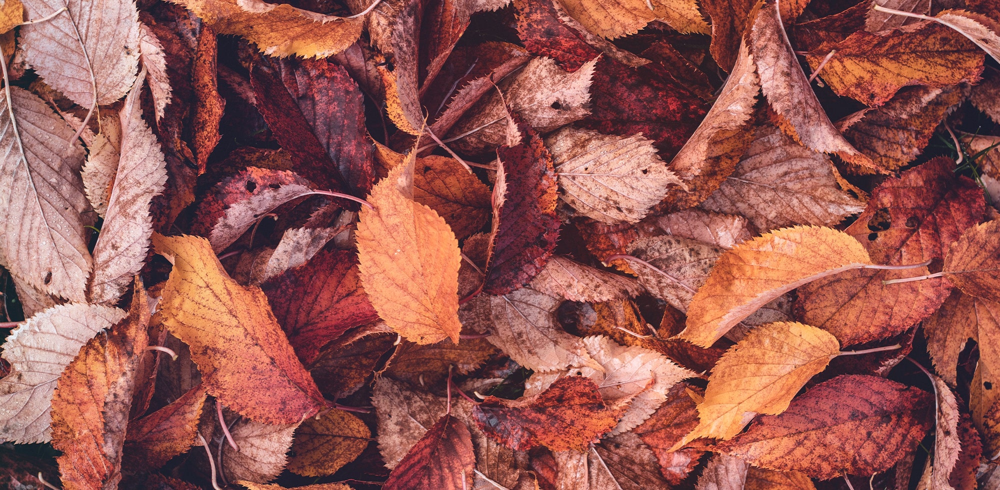 Micaraa Exfoliating Lip Scrub mit Birkenzucker pflegt spröde Lippen