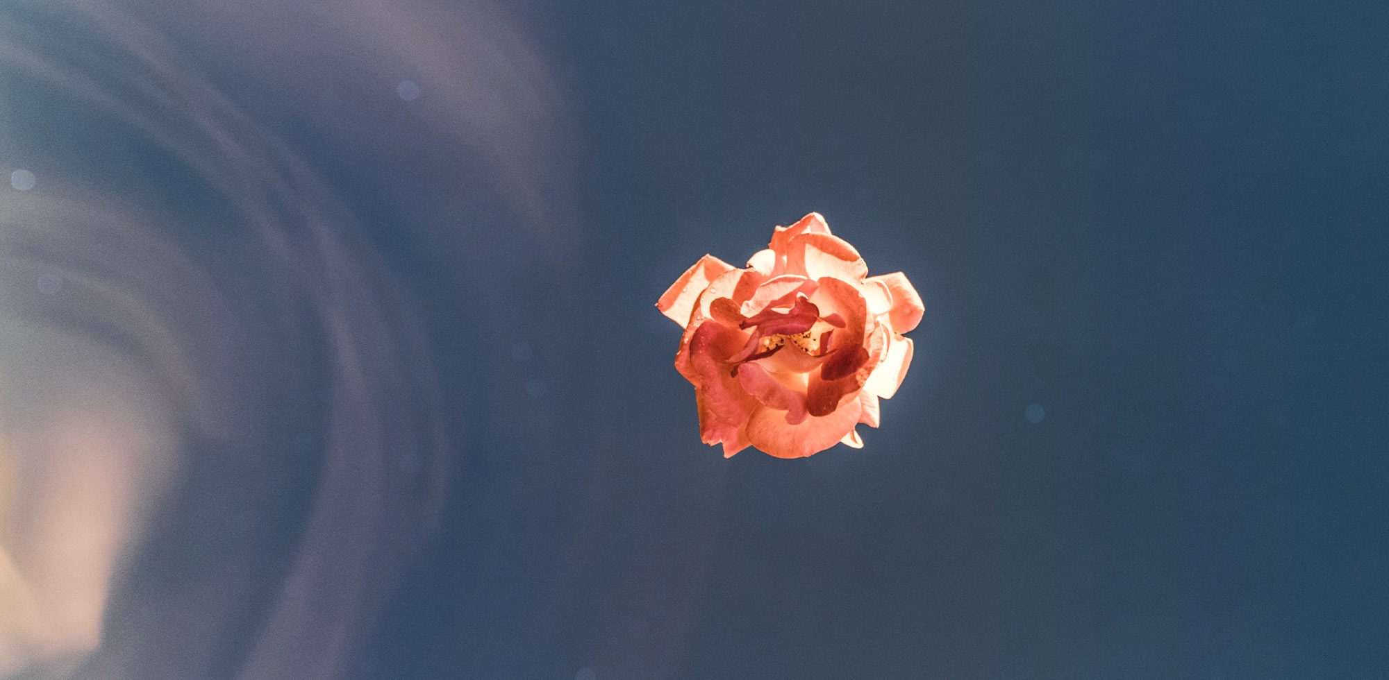 Micaraa Fruit Acid Peeling sorgt für glatte und reine Haut