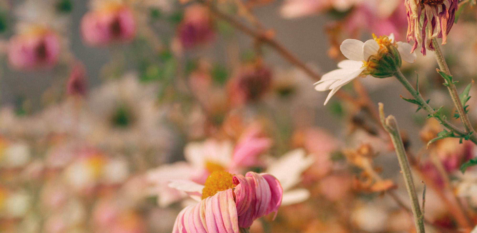 Micaraa Mineral Sunscreen Mood