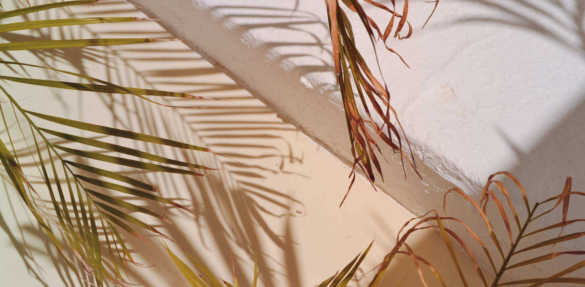 Micaraa Mini Repair & Glow Face Oil mit Traubenkernextrakt für alle Hauttypen