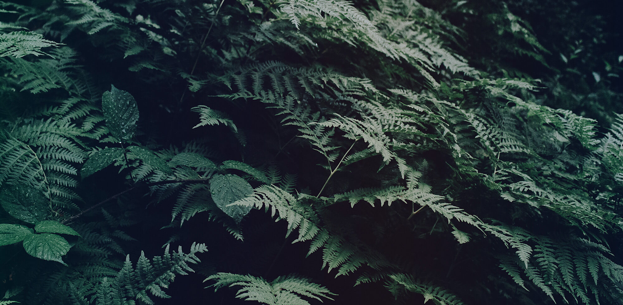 Micaraa Lippenbalsam mit Sheabutter für alle Hauttypen