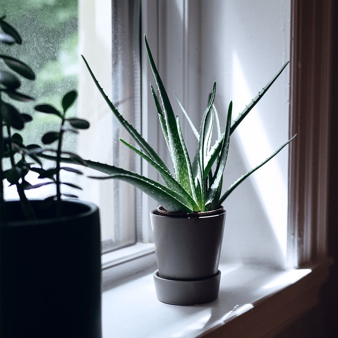 Aloe Vera Pflanze im Topf an der Fensterbank