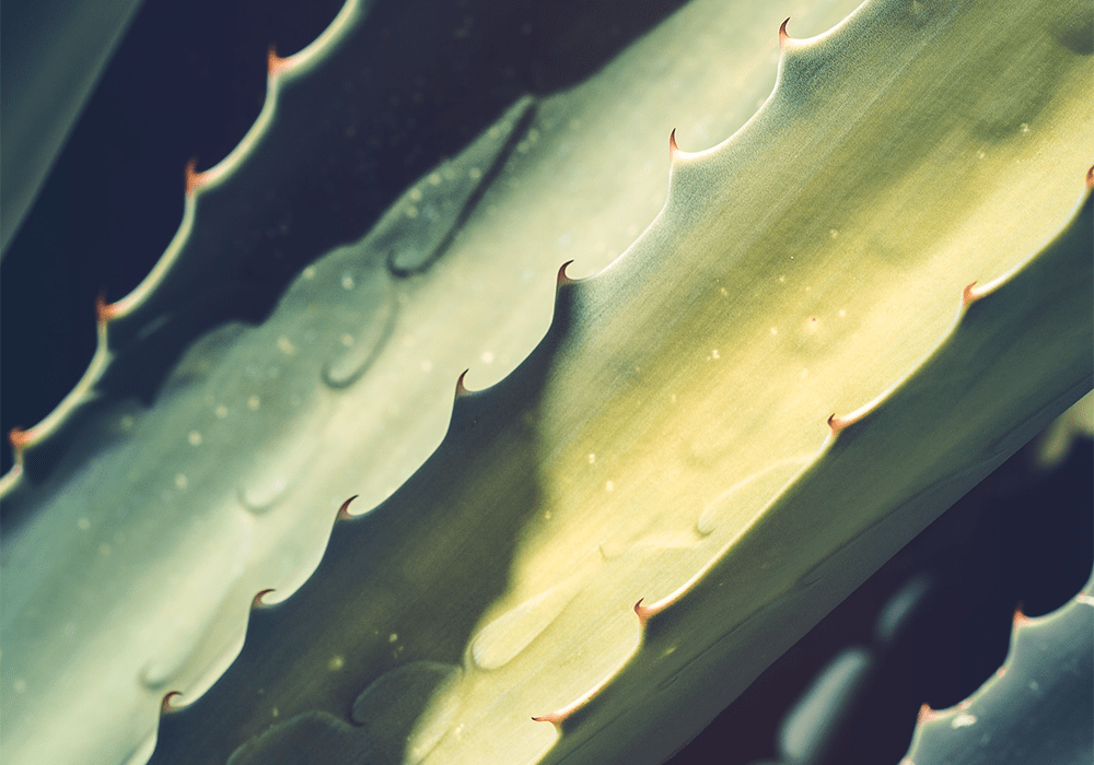 Wie wirkt Aloe Vera gegen Pickel