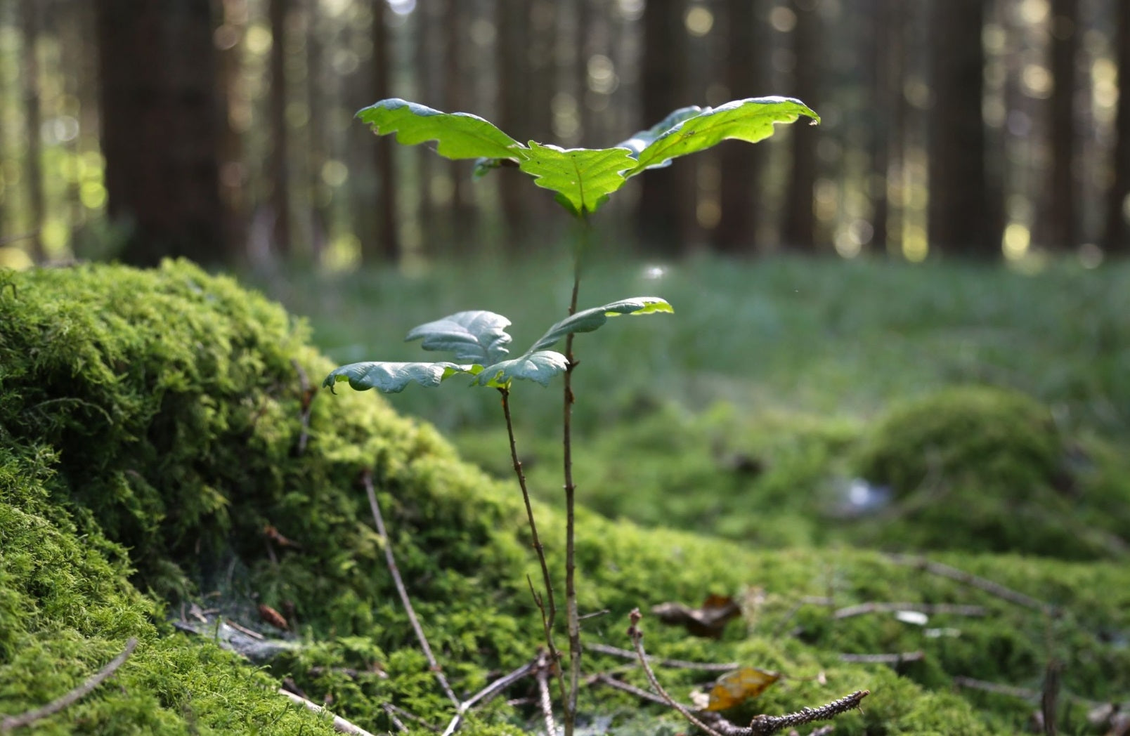 Micaraa und Pina Earth retten mit deiner Unterstützung die Wälder Deutschlands