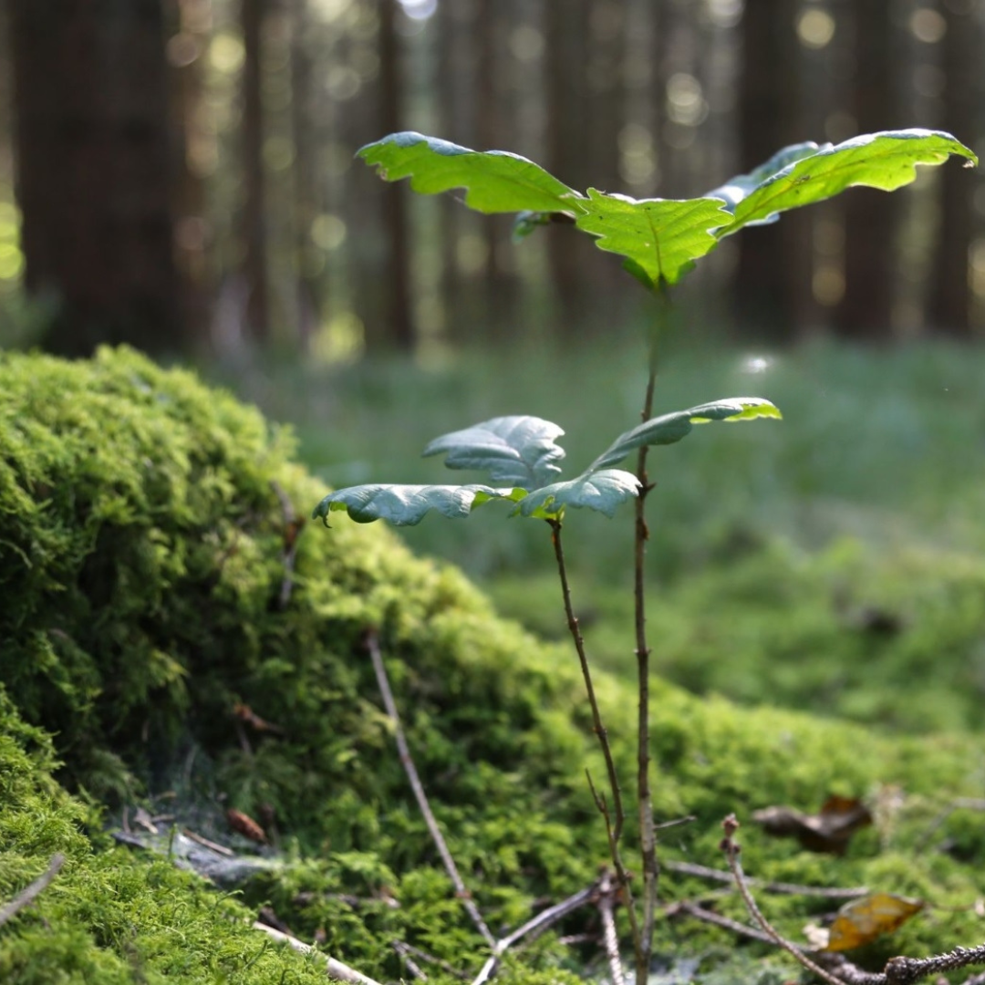 Micaraa und Pina Earth retten mit deiner Unterstützung die Wälder Deutschlands